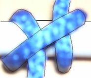 knot13a.jpg